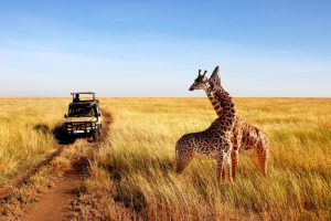 Wild giraffes in african savannah. Tanzan